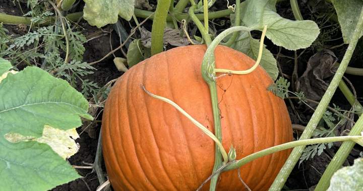 Pumpkin farms ‘at the mercy of Mother Nature’ after extreme weather in Canada – National