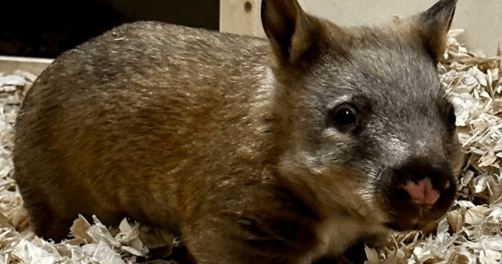Toronto Zoo seeking names for ‘little potato’ baby wombat – Toronto