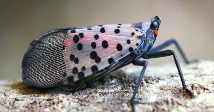 This invasive species has just been found in Canada for the 1st time – National