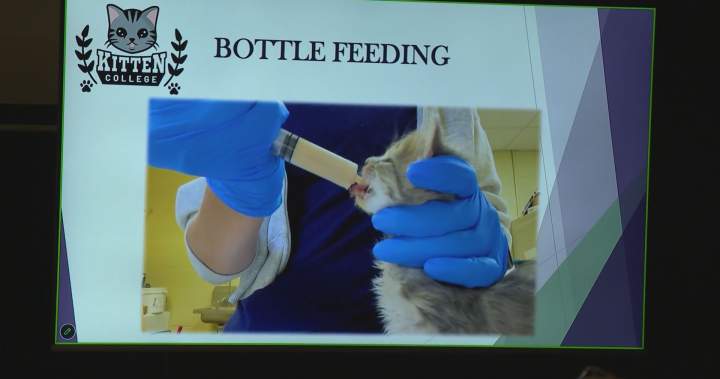 Canada’s first ‘kitten college’ opens in Langley, B.C. – BC