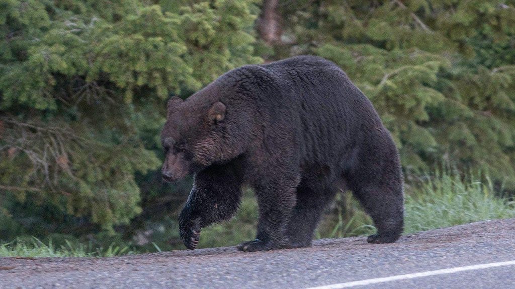 Viral video shows bystanders warning elderly man who has no clue he’s being followed by a huge black bear