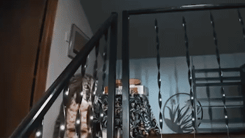 Kirkland homeowner calls 911 after bobcat sneaks inside the house