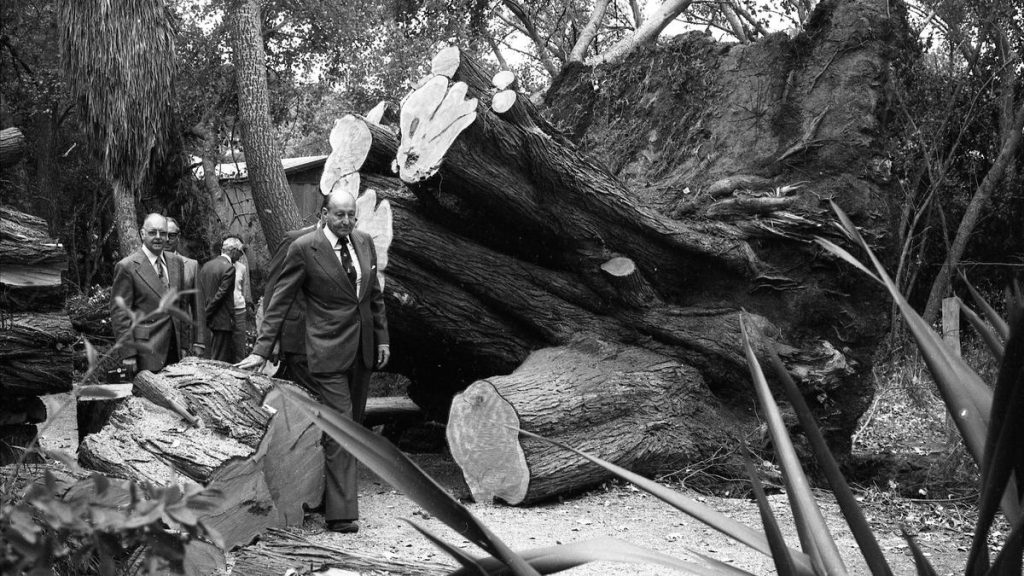 Albany 2026: Remembering the ‘night of terror and destruction’ when Cyclone Alby hit Albany 48 years ago