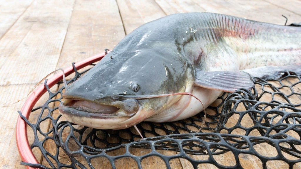 West Virginia angler lands 72.75-pound blue catfish to set new state record on the Ohio River