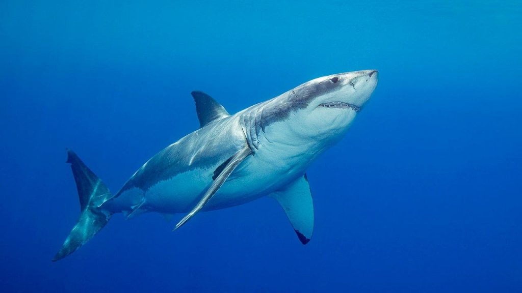 Great white shark suspected in death of grandfather-to-be at popular beach
