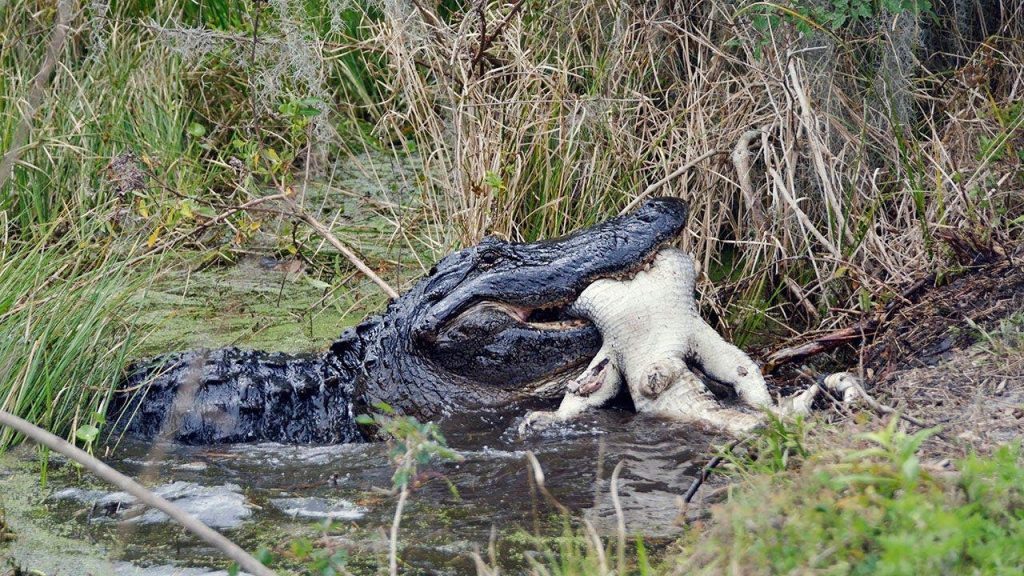 Fisherman captures a crazy video of an alligator chasing a bear across a Florida river