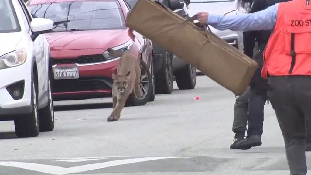Mountain lion caught on video running through the streets of San Francsico