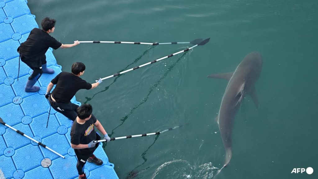 South Korea’s celebrity shark back in canal, prompting new rescue bid