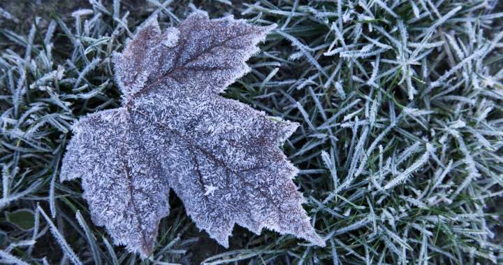 Environment Canada issues overnight frost advisory for Toronto – Toronto