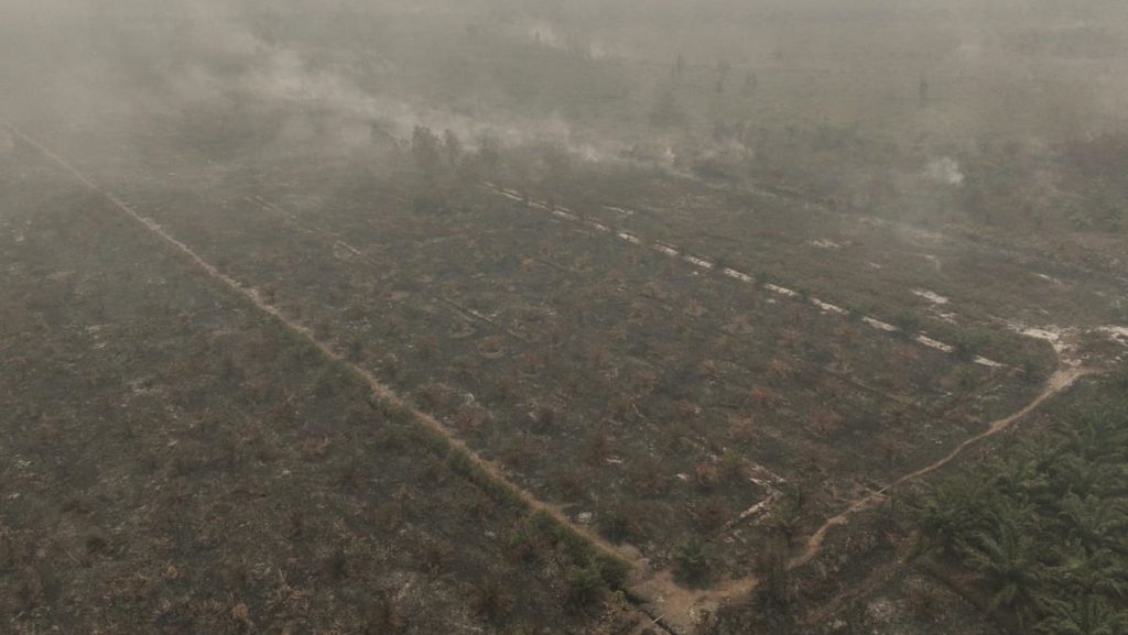 Malaysia’s palm oil industry steps up fire prevention efforts as ‘Godzilla’ El Nino fuels haze woes