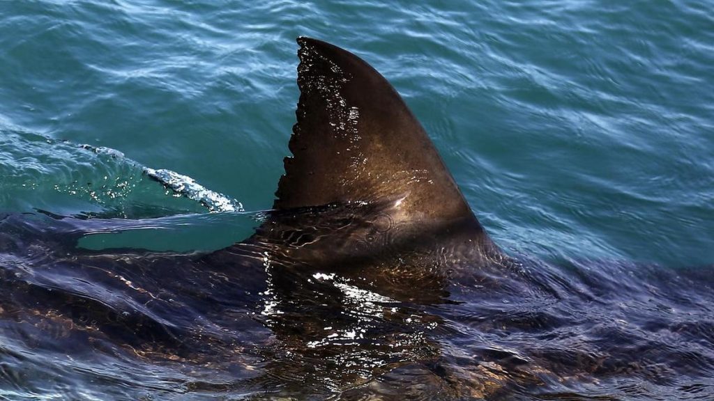 Shark kills woman swimming off South Africa's coast