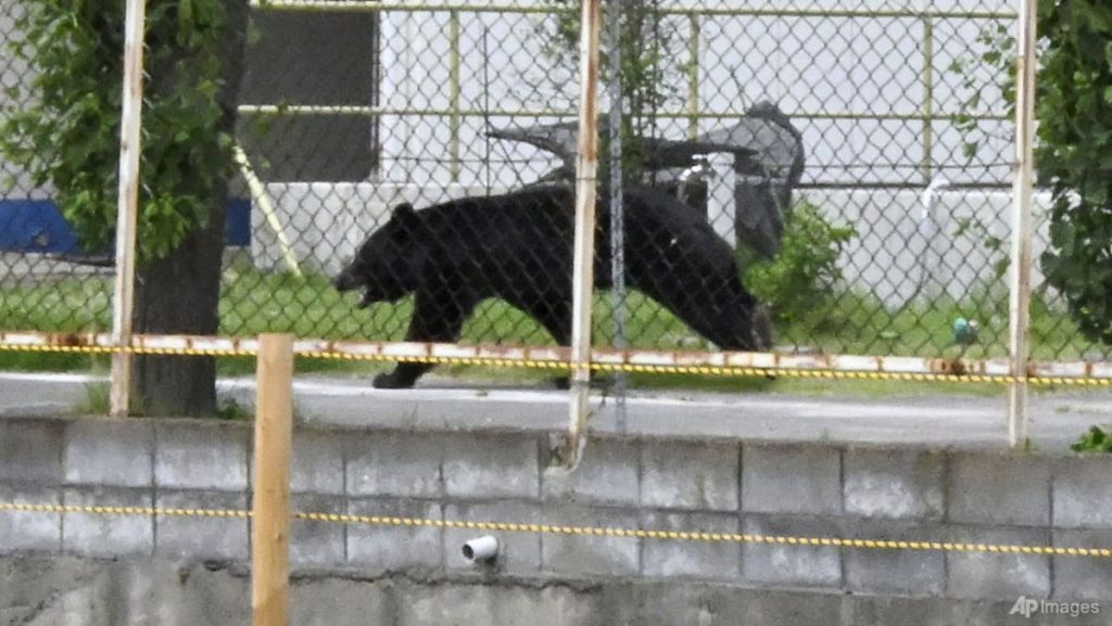 As bear encounters surge, Japan looks beyond culling