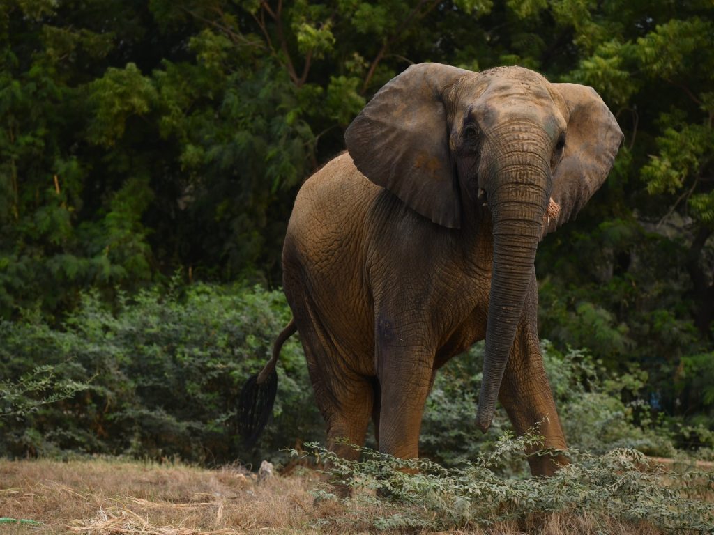 Keeping Madhubala alive: The fight for Karachi’s captive elephants | Wildlife