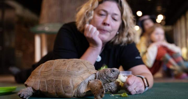 Halifax’s beloved 104-year-old tortoise is recovering after a successful surgery – Halifax