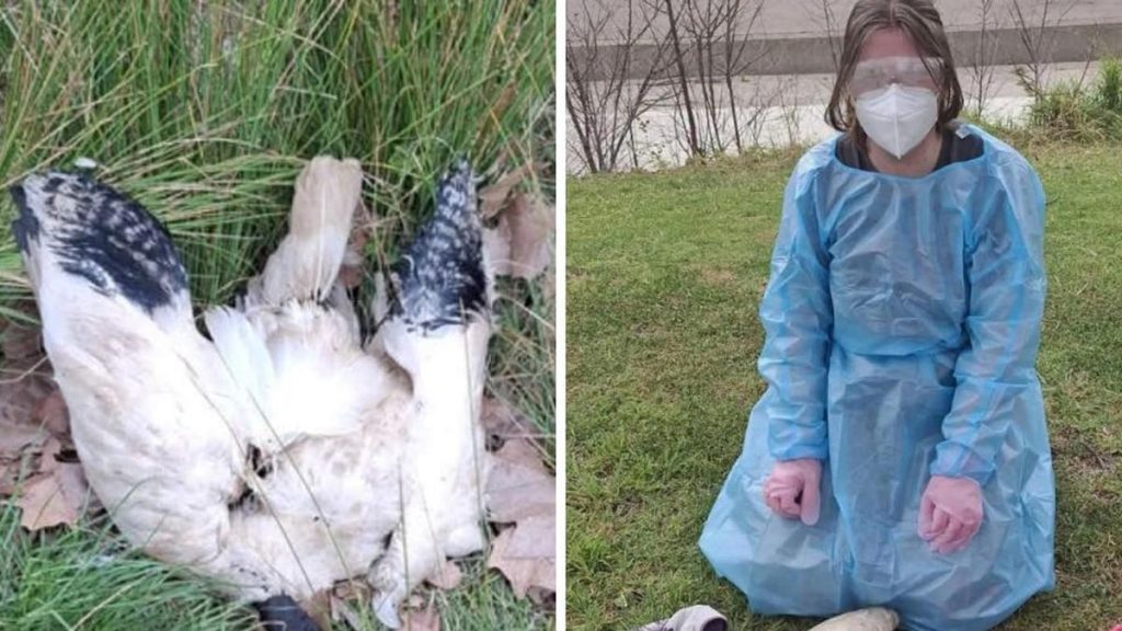 Nearly 60 dead ibis found at Bendigo’s Lake Weeroona as authorities test for H5N1 bird flu