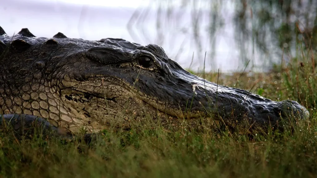 Alligator kills Florida man while he’s fishing in second fatal attack this year