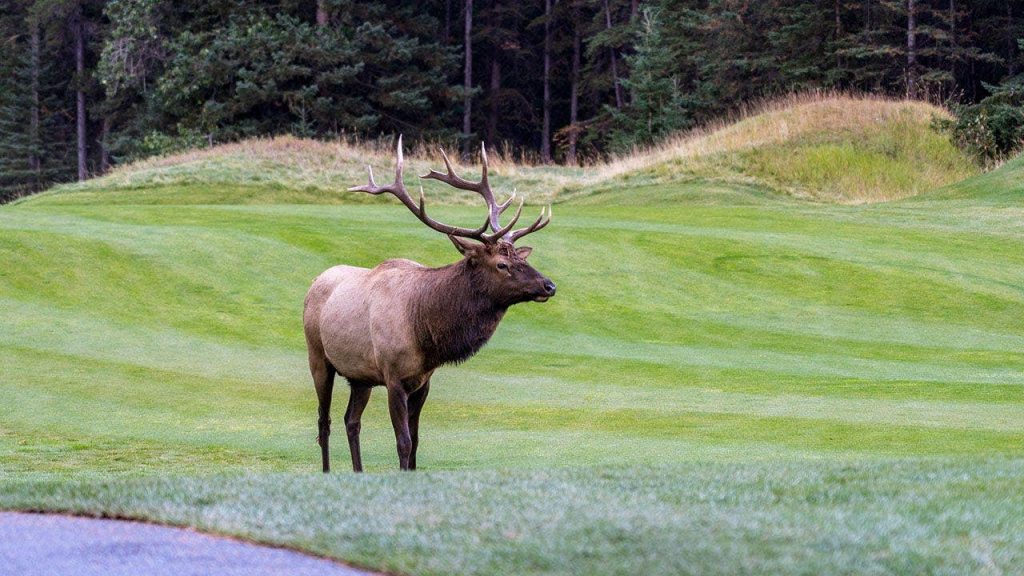 Viral video shows massive elk smash car window with brute force in Colorado