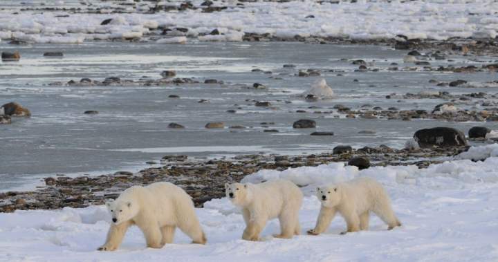 Polar bear arrival in Manitoba town prompts safety concerns, conservation opportunity – Winnipeg