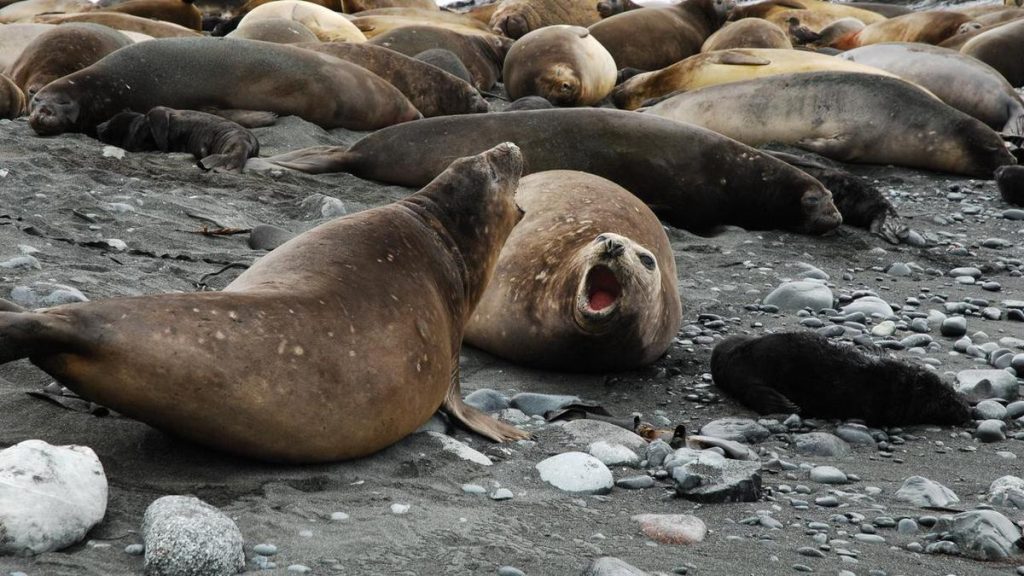 First bird flu detection on remote sub-Antarctic island