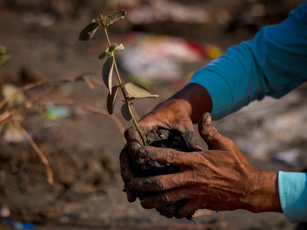 Restoring nature is key to a more resilient future | Environment