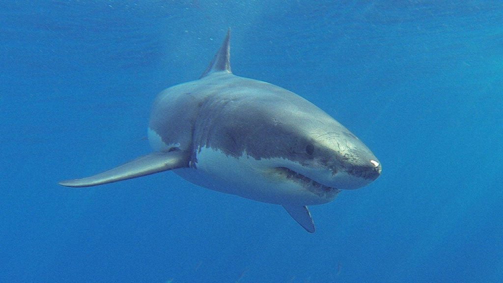 Shark attack survivor says as he was trying to poke its eye, the shark winked at him, then bit his leg off