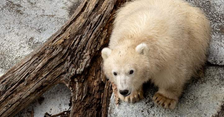 Polar bear cub ready for visitors at Winnipeg zoo, as poll opens for his name – Winnipeg