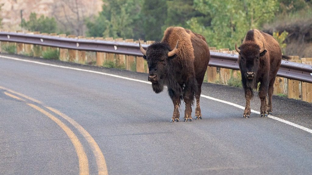 Yellowstone bison charges man’s Ford Ranger, dents hood in nighttime attack